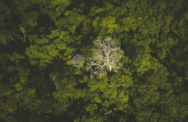 Amazônia: tudo o que a gente faz pela conservação da floresta | Natura  Brasil